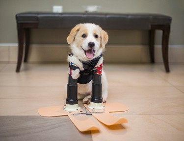 Cupid, with his prosthetics at the lobby at a banquet hall in Oakville, Ont. on Saturday February 18, 2017. Cupid was was born without front legs and left for dead in a dumpster. Ernest Doroszuk/Toronto Sun/Postmedia Network