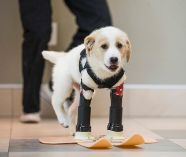 Cupid, with his prosthetics at the lobby at a banquet hall in Oakville, Ont. on Saturday February 18, 2017. Cupid was was born without front legs and left for dead in a dumpster. Ernest Doroszuk/Toronto Sun/Postmedia Network