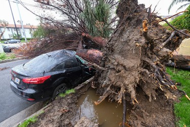 A fallen tree crushes a car outside a residence Saturday, Feb. 18, 2017, in Sherman Oaks section of Los Angeles.   (AP Photo/Ringo H.W. Chiu)
