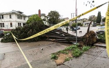 Neighbors walk by a fallen tree in Echo Park section of Los Angeles Saturday, Feb. 18, 2017. (AP Photo/Damian Dovarganes)