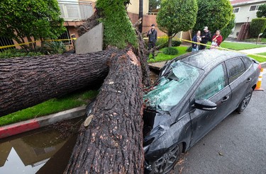A fallen tree crushes a car outside a residence on Saturday, Feb. 18, 2017, in Sherman Oaks section of Los Angeles.     (AP Photo/Ringo H.W. Chiu)