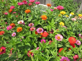 If Mark Cullen could only recommend one flowering annual plant to you, it would be zinnias. Supplied photo