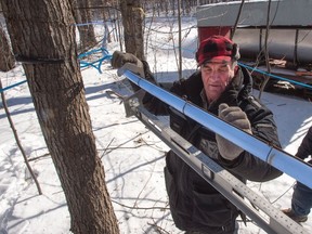 Harold Varin adjust the sap lines at his sugar shack Friday, February 10, 2017 in Oka, Quebec. (THE CANADIAN PRESS/Ryan Remiorz)