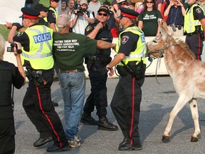 Stormy the donkey, a mascot of the Save Our Prison Farms co-op, is hauled off into custody by police along with owner Jeff Peters as the first cattle truck left the Frontenac Institution prison farm on Aug. 9, 2010, loaded with cattle going off to auction. (Michael Lea/Whig-Standard file  photo)