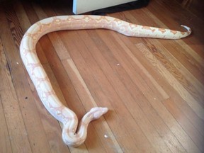 An albino boa snake is shown in this undated handout. Niagara Regional Police say snakes were stolen on Saturday, Feb. 18, 2017 when a home was broken into in Thorold. (THE CANADIAN PRESS/HO)