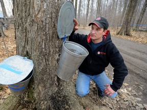 Darryl Van Moorsel, a member of the Kinsmen of Greater London, checks the sap collecting in cans left by visitors to  the Fanshawe Sugar Bush on Tuesday February 21, 2017. Warmer weather has meant the sap is flowing in the trees weeks earlier than normal. (MORRIS LAMONT/THE LONDON FREE PRESS /POSTMEDIA NETWORK)