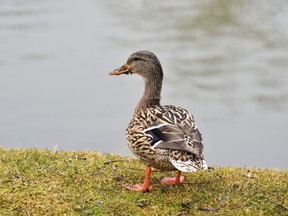 Thanks to the recent thaw, there is plenty of open water and food for residents of the Avon River in Stratford, like this rather content-looking mallard duck. However, this weekend may see a return to more seasonal temperatures, so enjoy the warm weather while we've got it! Galen Simmons/The Beacon Herald/Postmedia Network