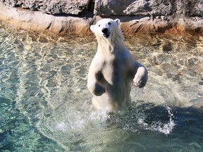 Juno, a 15-month-old polar bear from the Toronto Zoo will soon be calling Winnipeg her home.