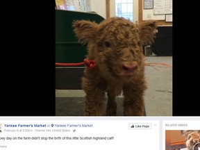 Yankee Farmer’s Market in Warner, N.H., posted a video of a Scottish Highland calf named Diego last week on its Facebook page. (Facebook photo)