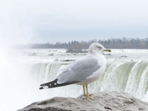 Niagara Falls is known among birders for late fall gulls, but the falls area has other interesting birds. (PAUL NICHOLSON, Special to Postmedia News)
