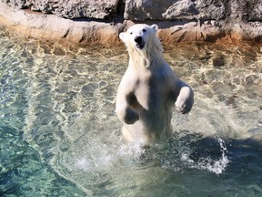 Juno, a 15-month-old polar bear from the Toronto Zoo will soon be calling Winnipeg her home. (Toronto Zoo/Handout)