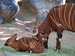 A male, Eastern bongo calf is gently pushed off a matt of fresh grass in his enclosure on the day of his debut at the Los Angeles Zoo on Thursday, Feb. 23, 2107. (Richard Vogel/AP Photo)