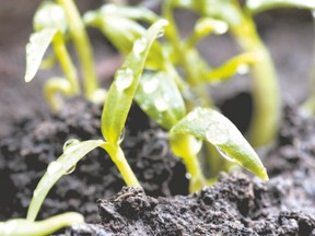 Tomato seedlings