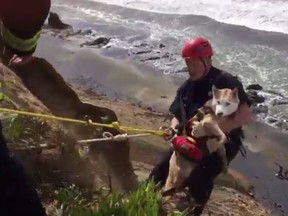San Francisco firefighters rescued a dog that wandered off the side of a bluff Wednesday afternoon. (Screengrab)