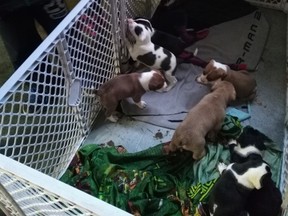 Lisa Morrey is asking the public for help after nine pit bull puppies were stolen from her garage at her Mill Woods home in Edmonton, Alta., on Thursday, Feb. 24, 2017. Morrey is concerned for the wellbeing of the puppies as they are less tan five weeks old and are too young to be away from their mother. Supplied.