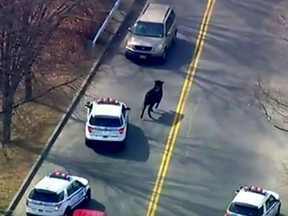 In this Feb. 21, 2017 file image taken from video provided by WABC, a bull that escaped from a local slaughter house is pursued by police in New York. (WABC via AP, File)
