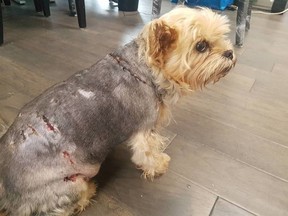 Lola, pictured here, was mauled by coyotes in Mississauga's Rattray Marsh area. (SUPPLIED PHOTO)