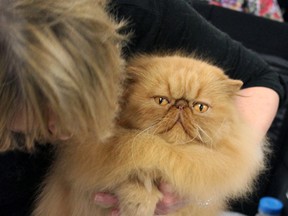 Persian Ohlala is primped by owner Shirley McCollow of Stoney Creek before a judging at the annual Canadian Cat Association Kingston Cat Show at Portsmouth Olympic Harbour on Saturday. (Steph Crosier/The Whig-Standard)