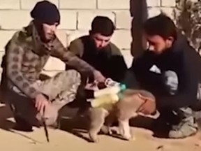 A screen grab of a dog appearing to be outfitted with explosives.