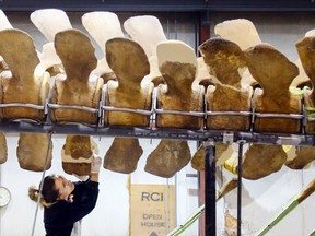 Fossil preparator and conservator Deanna Way repairs vertebrae, or backbones, of a blue whale skeleton Friday, Feb. 24, 2017 at Research Casting International in Trenton, Ont. It was one of two whales, each more than 20 metres in length, which died in 2014 after becoming trapped in the ice of the Atlantic Ocean. They later washed ashore in Newfoundland. Luke Hendry/Belleville Intelligencer/Postmedia Network
FOR PAGINATORS:
Fossil preparator and conservator Deanna Way repairs vertebrae, or backbones, of a blue whale skeleton at Research Casting International in Trenton. It was one of two whales, each more than 20 metres in length, which died in 2014 after becoming trapped in the ice of the Atlantic Ocean. They later washed ashore in Newfoundland and were salvaged by crews from the Royal Ontario Museum and RCI.