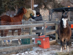 Horses receive a bale of hay at the Whitemud Equine Centre on Wednesday, March 1, 2017. A new riding arena is under construction at the centre.