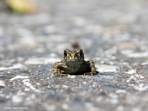 A Western toad near Summit Lake, B.C. is shown in this undated handout photo. (THE CANADIAN PRESS/HO-Kerri Martin)