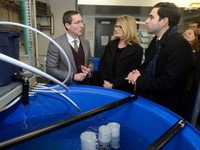 Western professor Bryan Neff shows London MPs Peter Fragiskatos and Kate Young his fish hatchery lab following the announcement of funding for scientific research at Western University on Thursday February 21, 2017. (MORRIS LAMONT, The London Free Press)