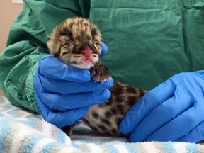 This Wednesday, March 1, 2017 photo shows a rare clouded leopard cub at the Nashville Zoo in Nashville, Tenn. Zoo officials say the cub was the first clouded leopard to be conceived through artificial insemination with cryopreserved sperm. (AP Photo/Sheila Burke)