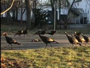A viral video depicts a flock of turkeys circling a dead cat. (Screengrab)