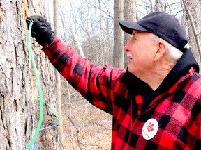 BRUCE BELL/THE INTELLIGENCER
Ron Hubbs of Sweetwater Cabin/Hubbs Sugarbush checks one of his taps on the Pulver Road property in Ameliasburgh on Friday. Local maple syrup producers gathered for the launch of Maple in the County on March 25-26.