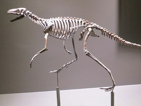 A skeleton of the proto-dinosaur Marasuchus, is shown in this undated handout photo. The proto-dinosaur Marasuchus is a squirrel-sized carnivore that likely walked on all fours but ran on two legs.  THE CANADIAN PRESS/HO, Scott Persons, University of Alberta