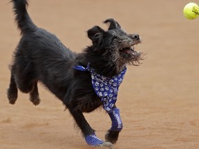 A shelter dog specially trained as a ball-retriever eyes a tennis ball during an exhibition event at the Brazil Open tournament in Sao Paulo, Brazil, Saturday, March 4, 2017.  (AP Photo/Andre Penner)