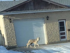On March 3, 2017, a West St. Paul resident near Winnipeg snapped a photo, which was sent to Manitoba Conservation. They confirmed that it was indeed a young wolf, which appeared to be in poor health.
Twitter/@DougLunney