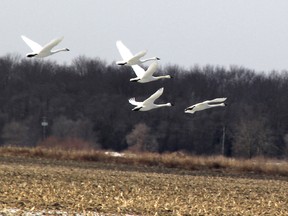 Tundra swans are shown in this file photo taking off from a field near the Lambton Heritage Museum in Lambton Shores, in 2014. The museum, located on Highway 21 south of Grand Bend, is hosting its annual Return of the Swans Festival, March 11 through April 2. (File photo/THE OBSERVER)