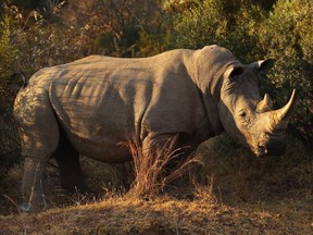 A white rhino in the wilds of South Africa. (Getty Images)