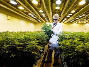 Mother plant clones are put into flowering rooms, where bright lights run on a 12-hour cycle to trigger the blooming process, as master grower Ryan Douglas completes an inspection. The Tweed marijuana growing plant in Smiths Falls, where the old Hershey chocolate factory used to be, is flourishing. (Postmedia Network file photo)