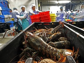 In this Friday, June 20, 2014 photo, lobsters are processed at a seafood plant in St. George, Maine. (AP Photo/Robert F. Bukaty)