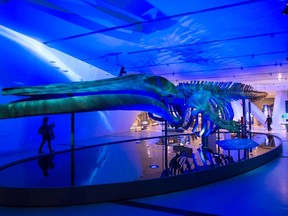 A woman walks behind a blue whale skeleton on display at the unveiling of "Out of the Depths: The Blue Whale Story" at the Royal Ontario Museum in Toronto on Wednesday, March 8, 2017. (THE CANADIAN PRESS/Frank Gunn)