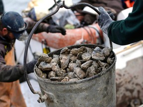 In this Dec. 20, 2013 file photo, oysters are unloaded on Deal Island, Md. (AP Photo/Patrick Semansky, File)