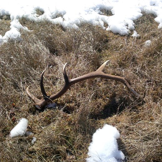 In search of sheds: Removing deer, elk antler sheds from public