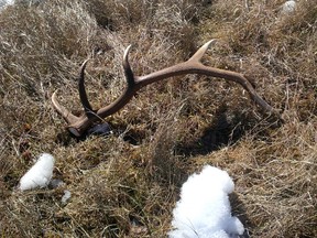 Parks Canada is asking members of the public to leave shed antlers on the ground. (Parks Canada)