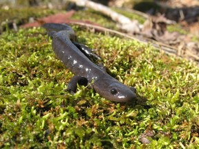 A Jefferson salamander is shown in this undated handout photo.