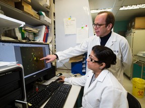 Post doctoral fellow Manmeet Mamik and neurologist Dr. Chris Power, whose research may offer hope to HIV/AIDS patients suffering from poor memory and decision making as a result of their condition. The findings show that insulin delivered intranasally has the ability to protect brain cells, while also suppressing HIV replication and preventing inflammation in the brain.The pair are looking at braincells on the monitor on Wednesday March 8, 2017 in Edmonton.  Greg  Southam / Postmedia