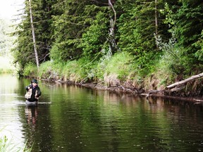 Neil casting a line on a west country Alberta spring creek