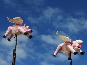 The Sun's paper on the biomechanics of how pigs fly was accepted for an OMICS biology conference scheduled for this summer. MARK METCALFE / GETTY IMAGES