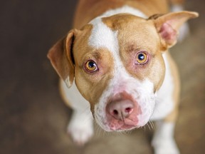 File photo of a pit bull. (Getty Images)