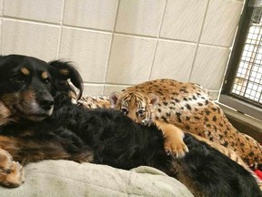 In this photo provided by the Cincinnati Zoo & Botanical Garden, a female Malayan tiger cub peeks out from between an Australian shepherd named Blakely and a large stuffed animal resembling a tiger on Thursday, March 9, 2017, in the zoo's nursery in Cincinnati. The mother's maternal instincts didn't kick in after three Malayan tiger cubs were born Feb. 3, 2017, and the 6-year-old male dog provides snuggling, warmth and a climbable body. (Dawn Strasser/Cincinnati Zoo & Botanical Garden via AP)