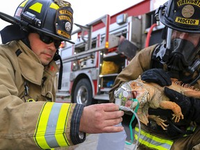 In this Friday, March 10, 2017 photo, Pendleton firefighter/paramedics Craig Murstig, left, and Marc Proctor give first-aid oxygen to an iguana rescued from a burning house on Southwest Goodwin Ave. in Pendleton, Ore. Although the home was damaged, the family - and their 20-pound iguana - were not hurt. (Kathy Aney/East Oregonian via AP)