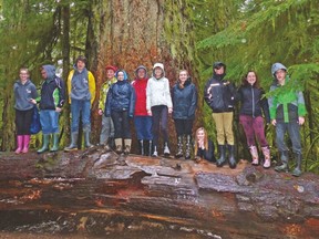 Brant Christian School students check out the giant Douglas Fir trees in Cathedral Grove.