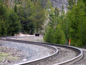 A grizzly bear on the railway tracks in Banff National Park. (Courtesy Parks Canada/  
Robert Walker)